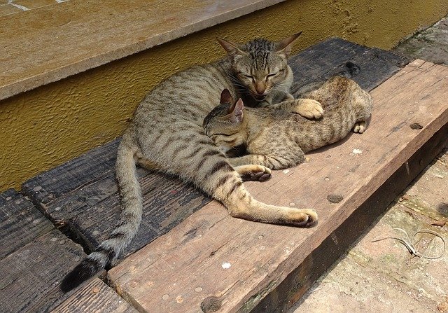 Free download bengal cat kitten suckling feeding free picture to be edited with GIMP free online image editor