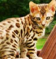 Free download Bengal Cats free photo or picture to be edited with GIMP online image editor