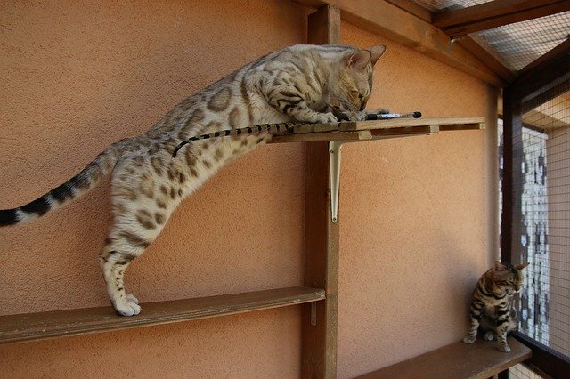 Descarga gratuita Bengal Cat Tiger - foto o imagen gratuita para editar con el editor de imágenes en línea GIMP