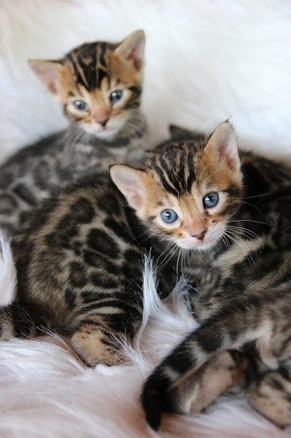 Free download Bengal Kitten -  free photo or picture to be edited with GIMP online image editor