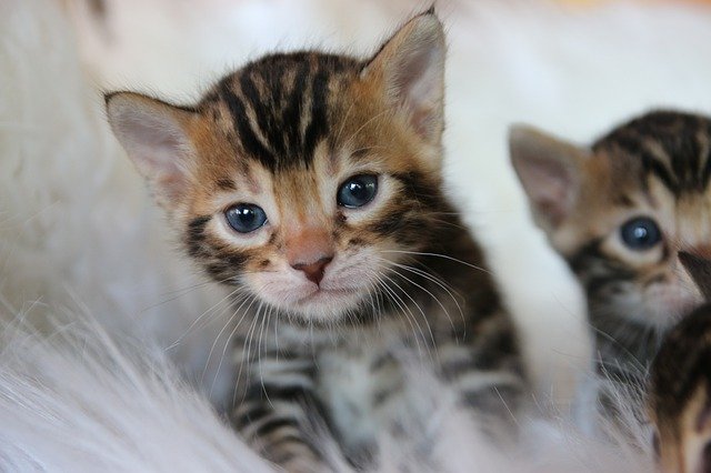 Muat turun percuma Bengal Kitten Cat - foto atau gambar percuma untuk diedit dengan editor imej dalam talian GIMP