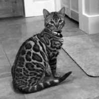Free download Bengal Kittens For Sale free photo or picture to be edited with GIMP online image editor