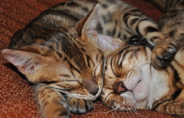 Free download Bengals Sleeping Kittens Feline -  free photo or picture to be edited with GIMP online image editor