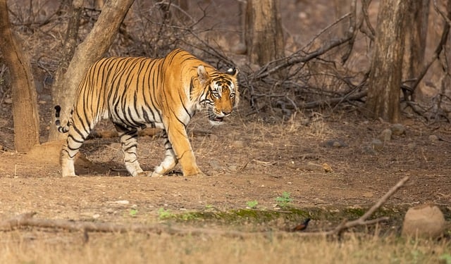 Free download bengal tiger animal asia carnivore free picture to be edited with GIMP free online image editor