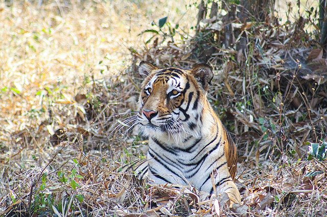 Free download Bengal Tiger Sitting National -  free photo or picture to be edited with GIMP online image editor