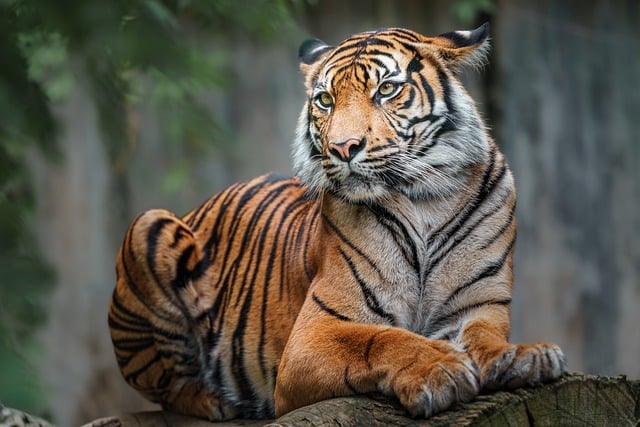 Free download bengal tiger tiger animal carnivore free picture to be edited with GIMP free online image editor