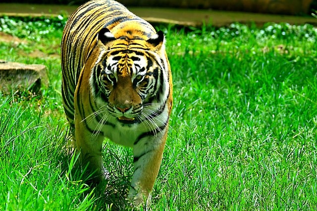 Free download bengal tiger tiger wild animal free picture to be edited with GIMP free online image editor