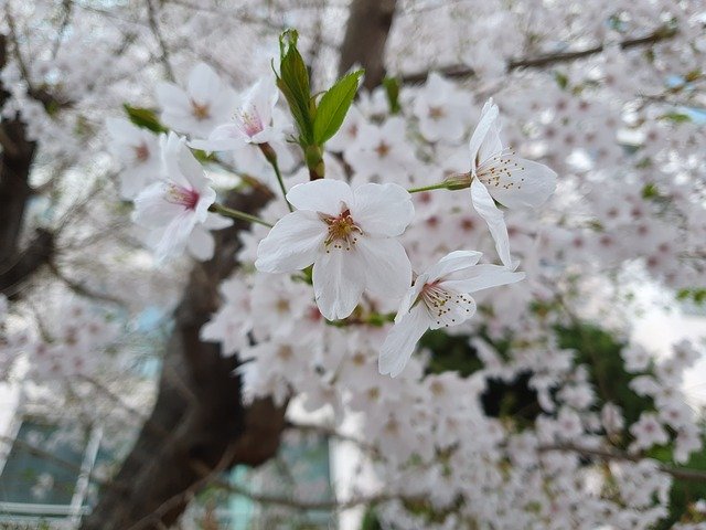 Bezpłatne pobieranie Beoc Flowers Cherry Spring - bezpłatne zdjęcie lub obraz do edycji za pomocą internetowego edytora obrazów GIMP