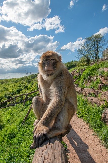 دانلود رایگان Berber Monkeys Zoo Erfurt - عکس یا تصویر رایگان قابل ویرایش با ویرایشگر تصویر آنلاین GIMP