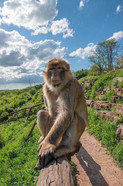 Free download Berber Monkeys Zoo Erfurt -  free photo or picture to be edited with GIMP online image editor