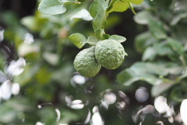 Free download Bergamot Green Nature -  free free photo or picture to be edited with GIMP online image editor