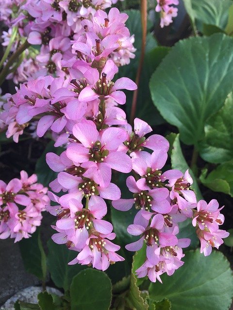 Free download Bergenia Grass Flowers Pink -  free photo or picture to be edited with GIMP online image editor