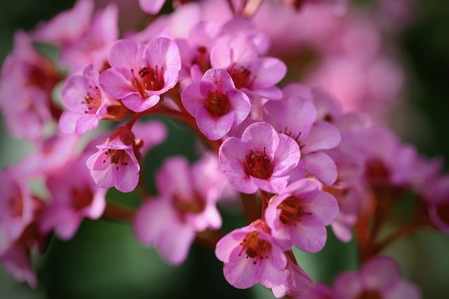 Free download bergenie bergenia inflorescence free picture to be edited with GIMP free online image editor