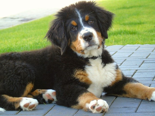 Free download Berner Sennen Dog Puppy -  free photo or picture to be edited with GIMP online image editor