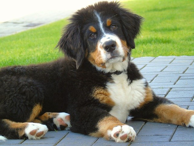 دانلود رایگان Berner Sennen Dog Puppy - عکس یا تصویر رایگان قابل ویرایش با ویرایشگر تصویر آنلاین GIMP