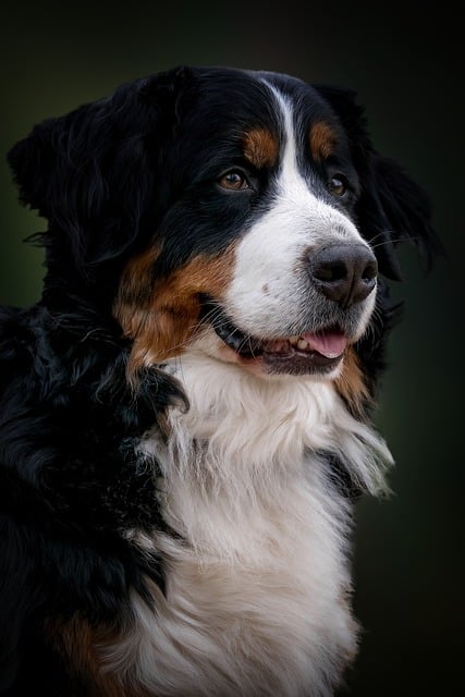 Free download bernese mountain dog dog free picture to be edited with GIMP free online image editor