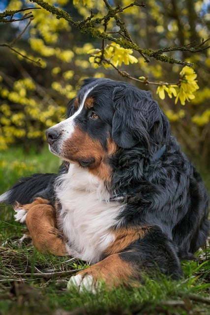 Free download bernese mountain dog dog pet free picture to be edited with GIMP free online image editor