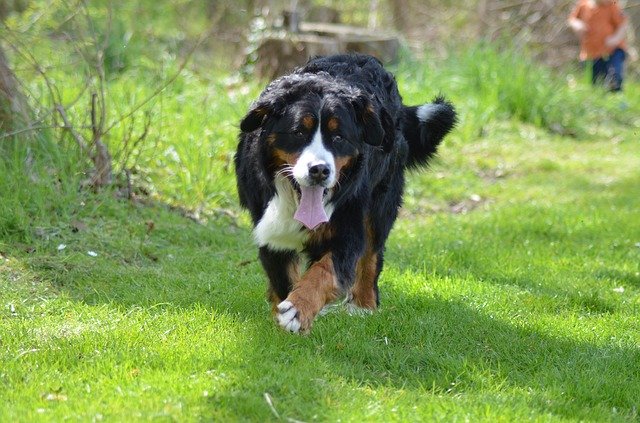 Free download Bernese Mountain Dog Nature -  free photo or picture to be edited with GIMP online image editor