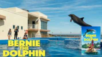 Free download Bernie The Dolphin free photo or picture to be edited with GIMP online image editor