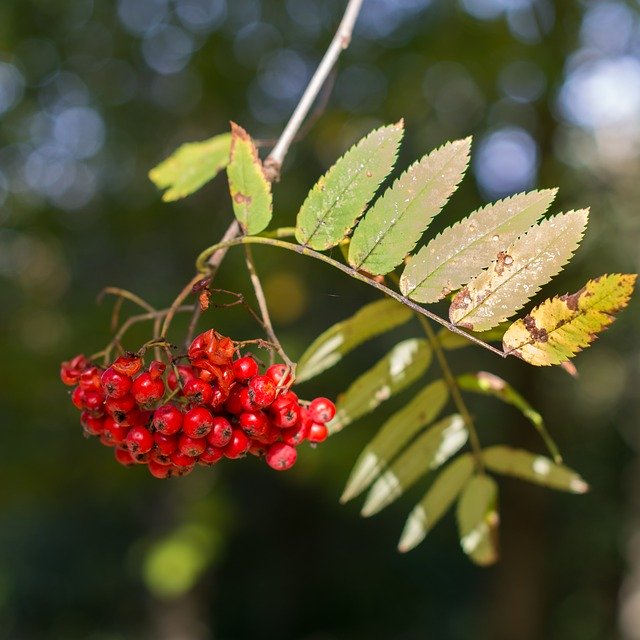 Скачать бесплатно Berries Berry Tree - бесплатное фото или картинку для редактирования с помощью онлайн-редактора изображений GIMP