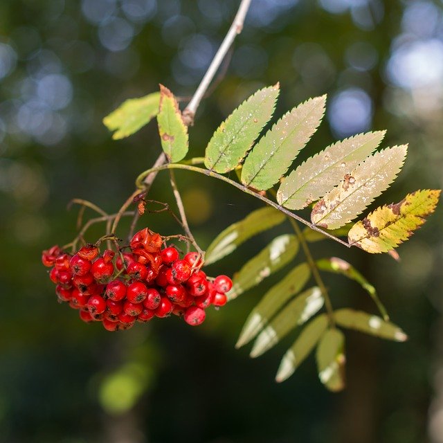 Free download Berries Berry Tree -  free photo or picture to be edited with GIMP online image editor