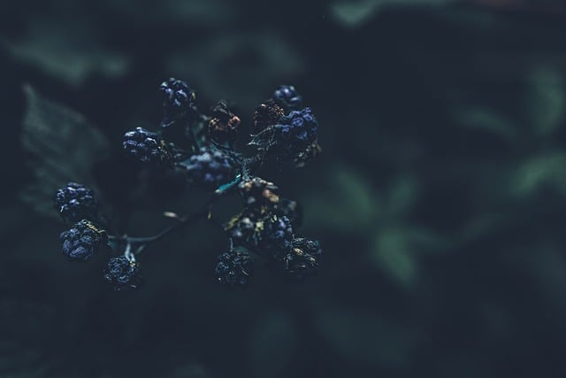 Free download berries blackberries blue berries free picture to be edited with GIMP free online image editor