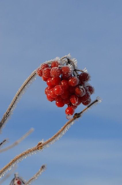 Free download Berries Bush Ice -  free photo or picture to be edited with GIMP online image editor
