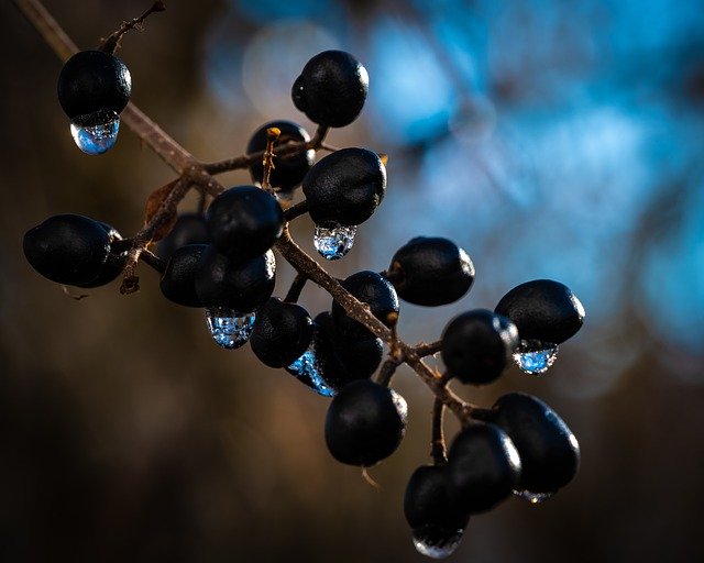 Muat turun percuma Berries Drip Macro - foto atau gambar percuma untuk diedit dengan editor imej dalam talian GIMP