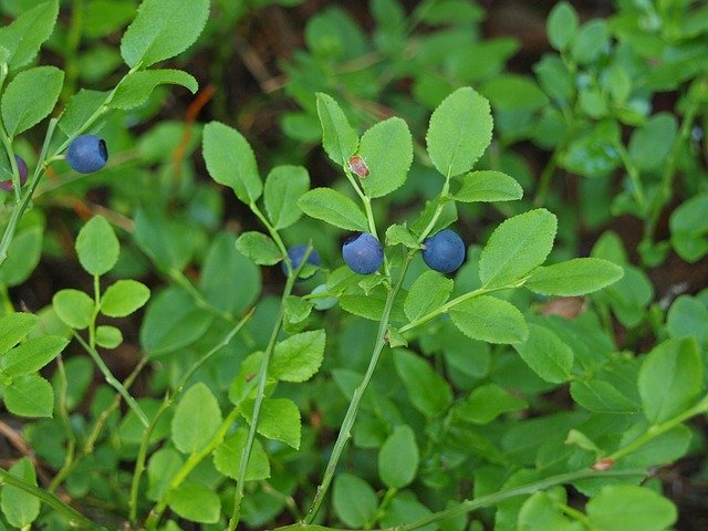 Free download Berries Forest -  free photo or picture to be edited with GIMP online image editor