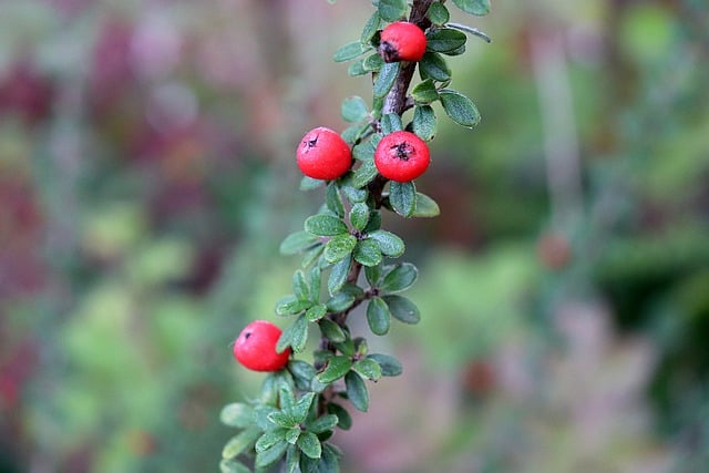 Free download berries fruits red berries shrub free picture to be edited with GIMP free online image editor