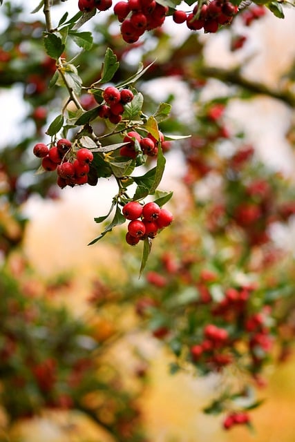Free download berries fruits tree free picture to be edited with GIMP free online image editor