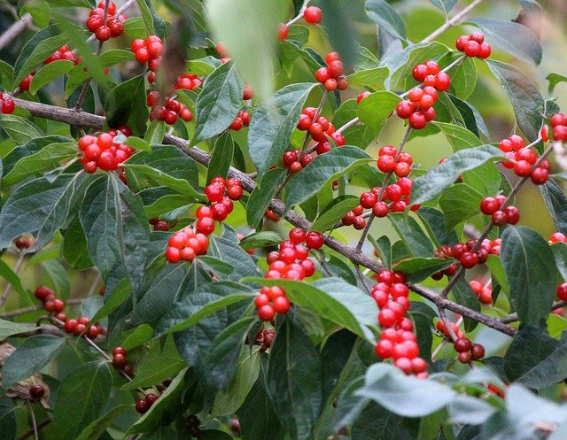 Скачать бесплатно Berries Leaves Nature - бесплатное фото или изображение для редактирования с помощью онлайн-редактора изображений GIMP