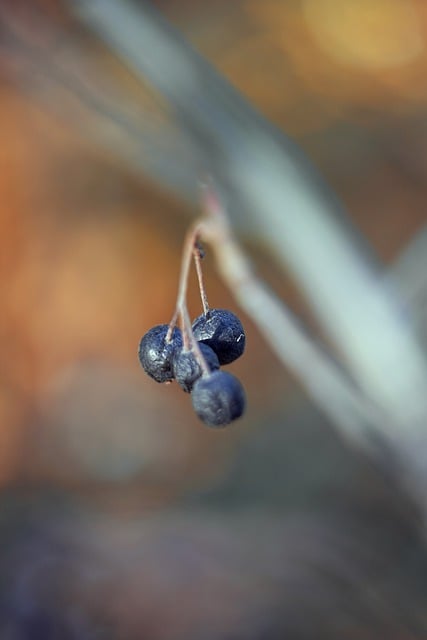 Free download berries macro autumn nature free picture to be edited with GIMP free online image editor