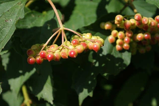 Descărcare gratuită Beres Plant Nature - fotografie sau imagini gratuite pentru a fi editate cu editorul de imagini online GIMP