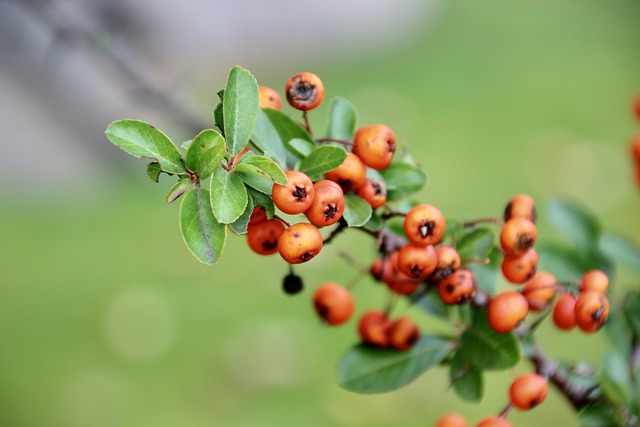 Free download berries plant nature branch bush free picture to be edited with GIMP free online image editor