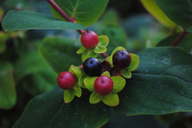 Скачать бесплатно Berries Red Black - бесплатное фото или изображение для редактирования с помощью онлайн-редактора изображений GIMP