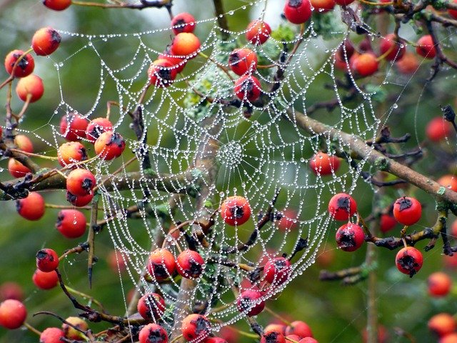 Free download Berries Red Canvas -  free photo or picture to be edited with GIMP online image editor