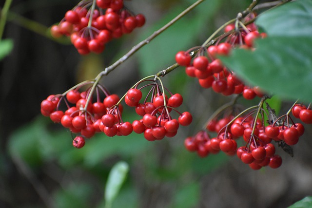 Free download berries red green nature plant free picture to be edited with GIMP free online image editor