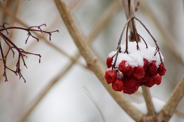 Kostenloser Download der kostenlosen Fotovorlage von Berries Red Winter, die mit dem GIMP-Online-Bildeditor bearbeitet werden kann