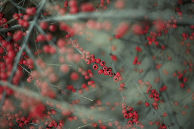 Free download berries tree nature macro free picture to be edited with GIMP free online image editor