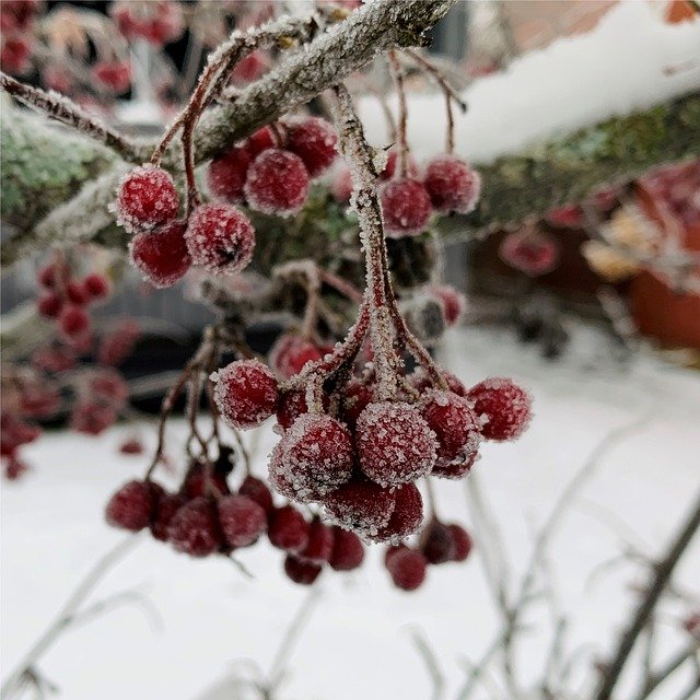 Descarga gratuita Berries Winter Frozen - foto o imagen gratis y gratuita para editar con el editor de imágenes en línea GIMP