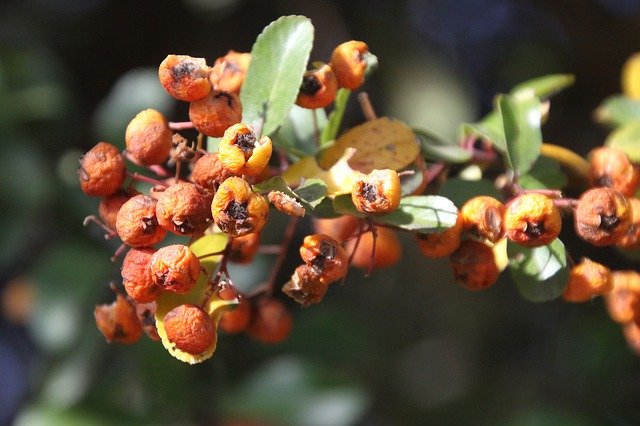 Free download Berries Winter Red -  free photo or picture to be edited with GIMP online image editor