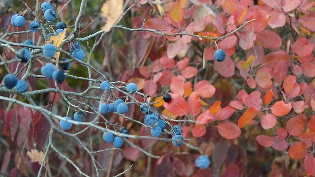 Unduh gratis Berry Autumn Nature - foto atau gambar gratis untuk diedit dengan editor gambar online GIMP