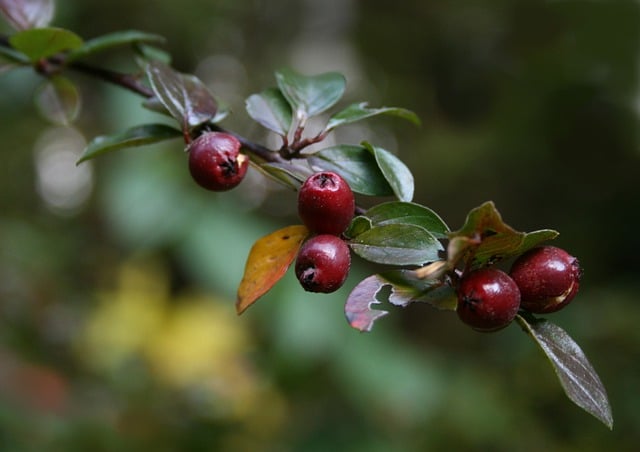 Free download berry barberry shrubbery branch free picture to be edited with GIMP free online image editor