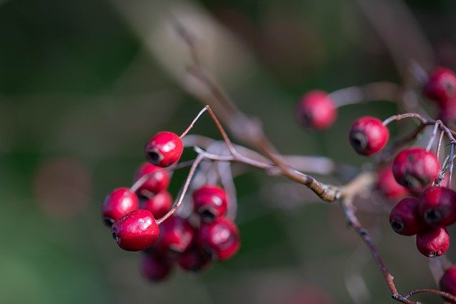 Muat turun percuma Berry Berries Red - foto atau gambar percuma untuk diedit dengan editor imej dalam talian GIMP