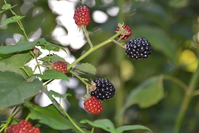 Free download Berry Blackberry Fruit -  free photo or picture to be edited with GIMP online image editor