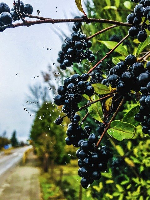 Бесплатно скачайте бесплатный шаблон фотографии Berry Branch Nature для редактирования с помощью онлайн-редактора изображений GIMP