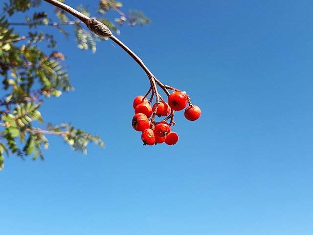 Free download Berry Branch Red -  free free photo or picture to be edited with GIMP online image editor