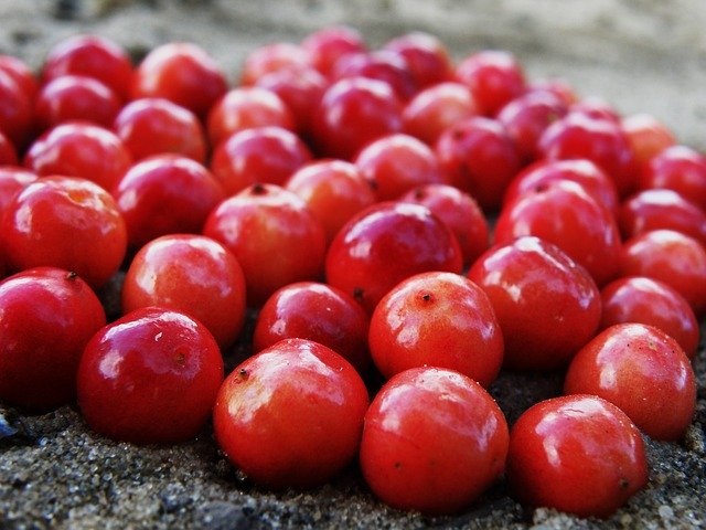 Free download Berry Cranberries Red -  free photo or picture to be edited with GIMP online image editor