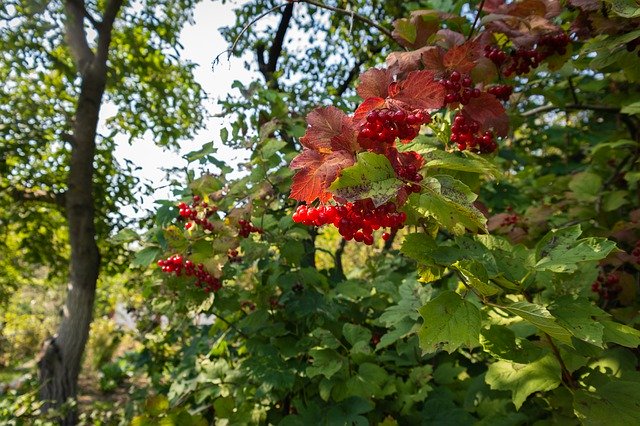 Descărcare gratuită Berry Dacha Nature - fotografie sau imagine gratuită pentru a fi editată cu editorul de imagini online GIMP